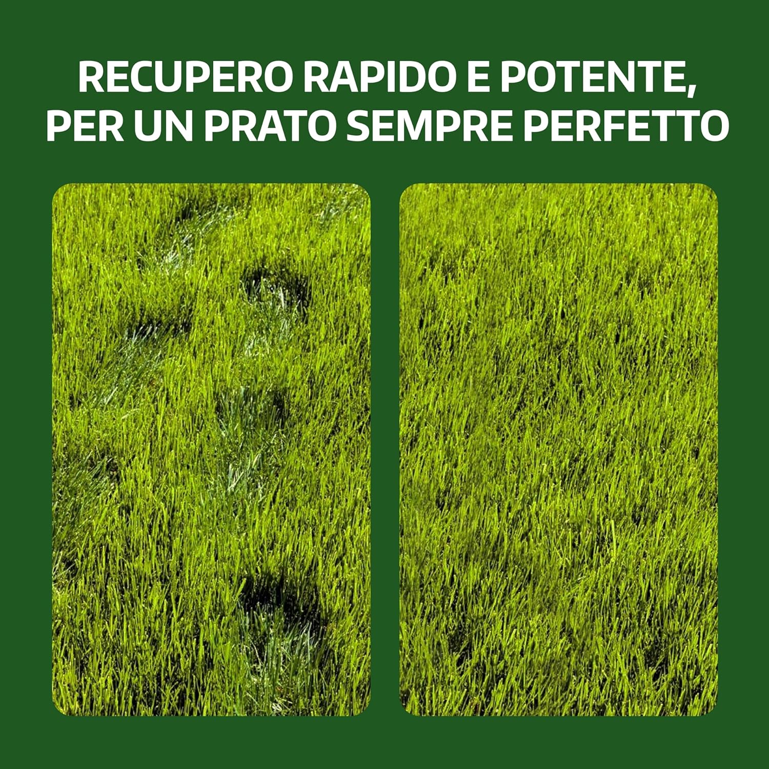 Lerava® Semi Gramigna per Prato Calpestabile 1kg (100m²) - immagine 4
