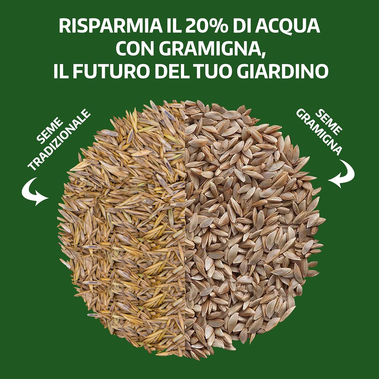 Lerava® Semi Gramigna per Prato Calpestabile 1kg (100m²) - immagine 5