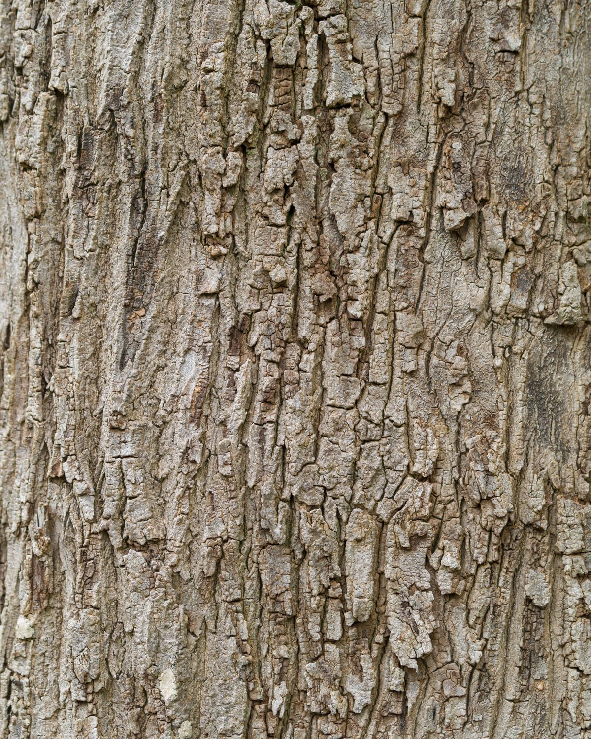 Rasch Wallpaper Magicwalls - Carta da Parati Fotografica Corteccia