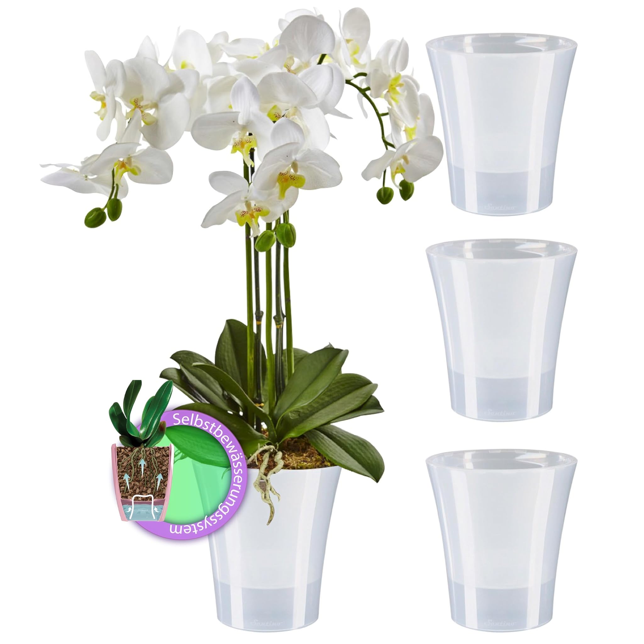 Santino Set 4 Vasi per Orchidee Trasparenti 15cm
