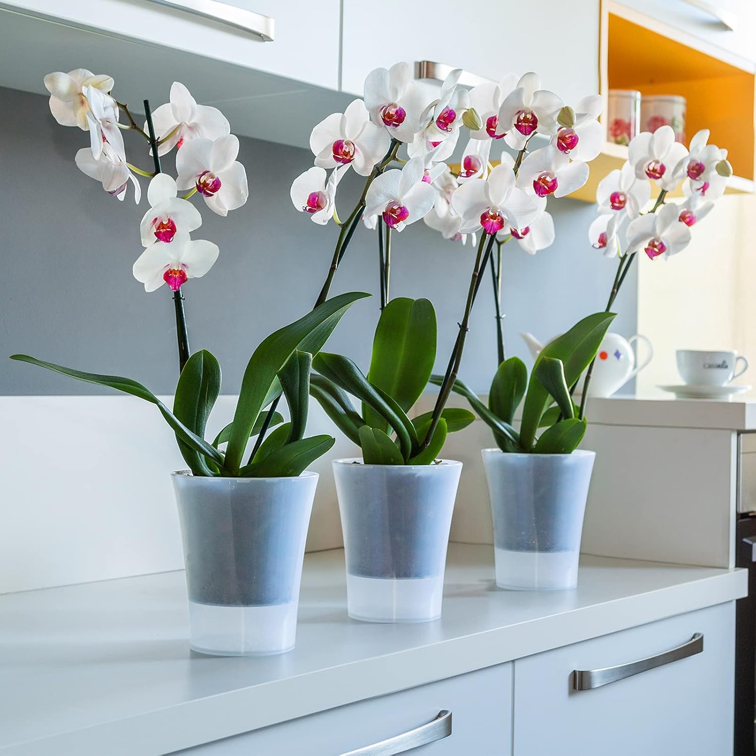 Santino Set 4 Vasi per Orchidee Trasparenti 15cm - immagine 3