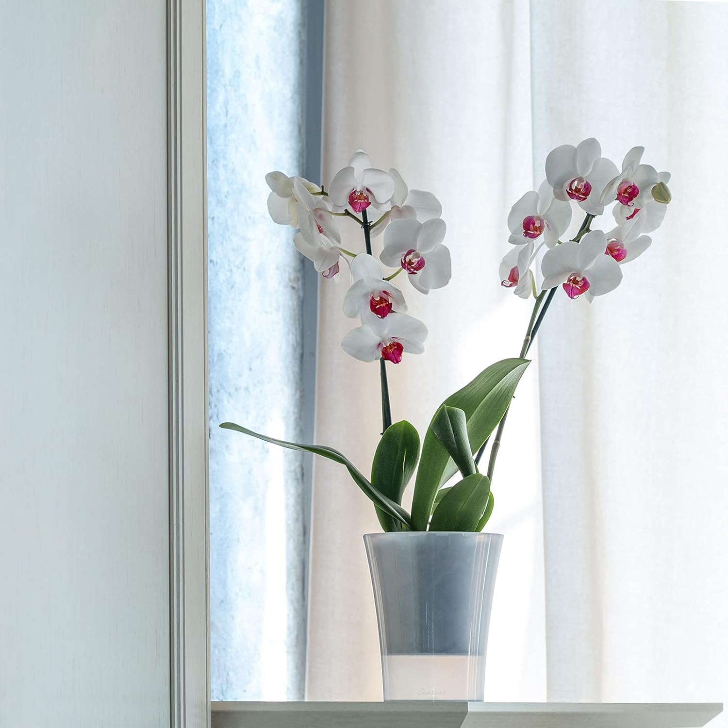 Santino Set 4 Vasi per Orchidee Trasparenti 15cm - immagine 7