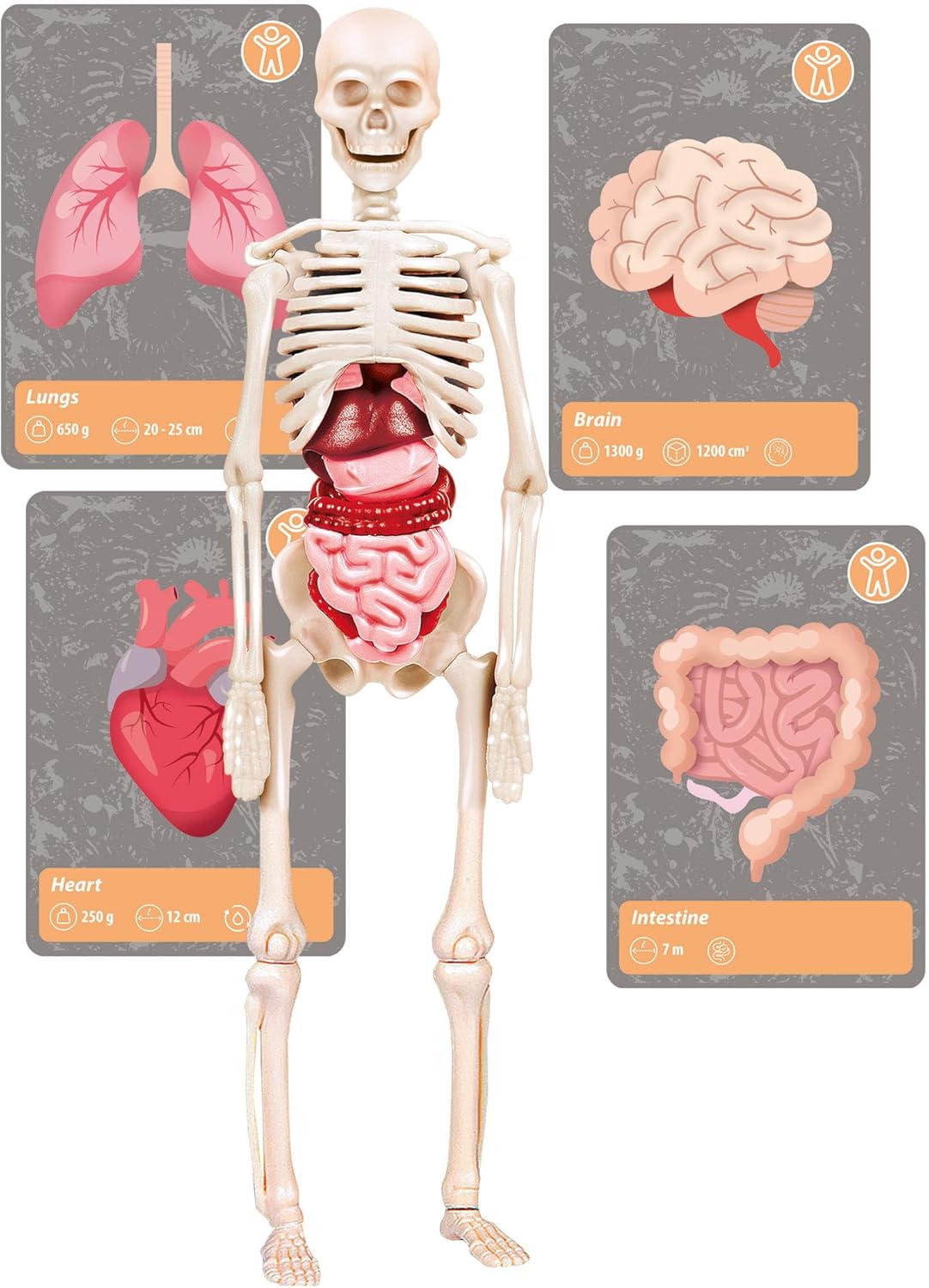 Clementoni Scienza e Gioco Lab - Storia della Vita sulla Terra - immagine 9