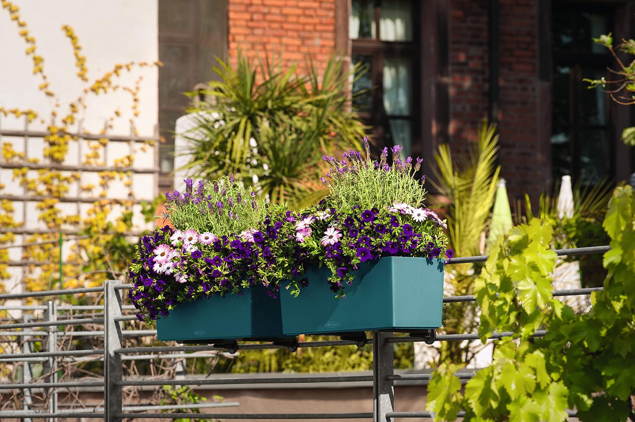 Lechuza 50 colori – Esclusivo colore speciale Capri, 50 x 19 x 19 cm