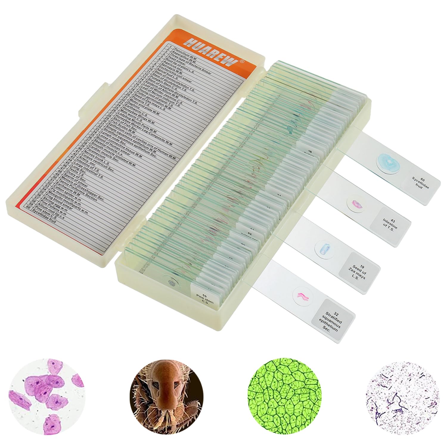 HUAREW 60 Vetrini per Microscopio Preparati - immagine 1
