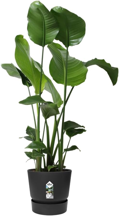 elho Greenville - Vaso da Fiori Rotondo Ø 30 cm (2 pz) - immagine 2