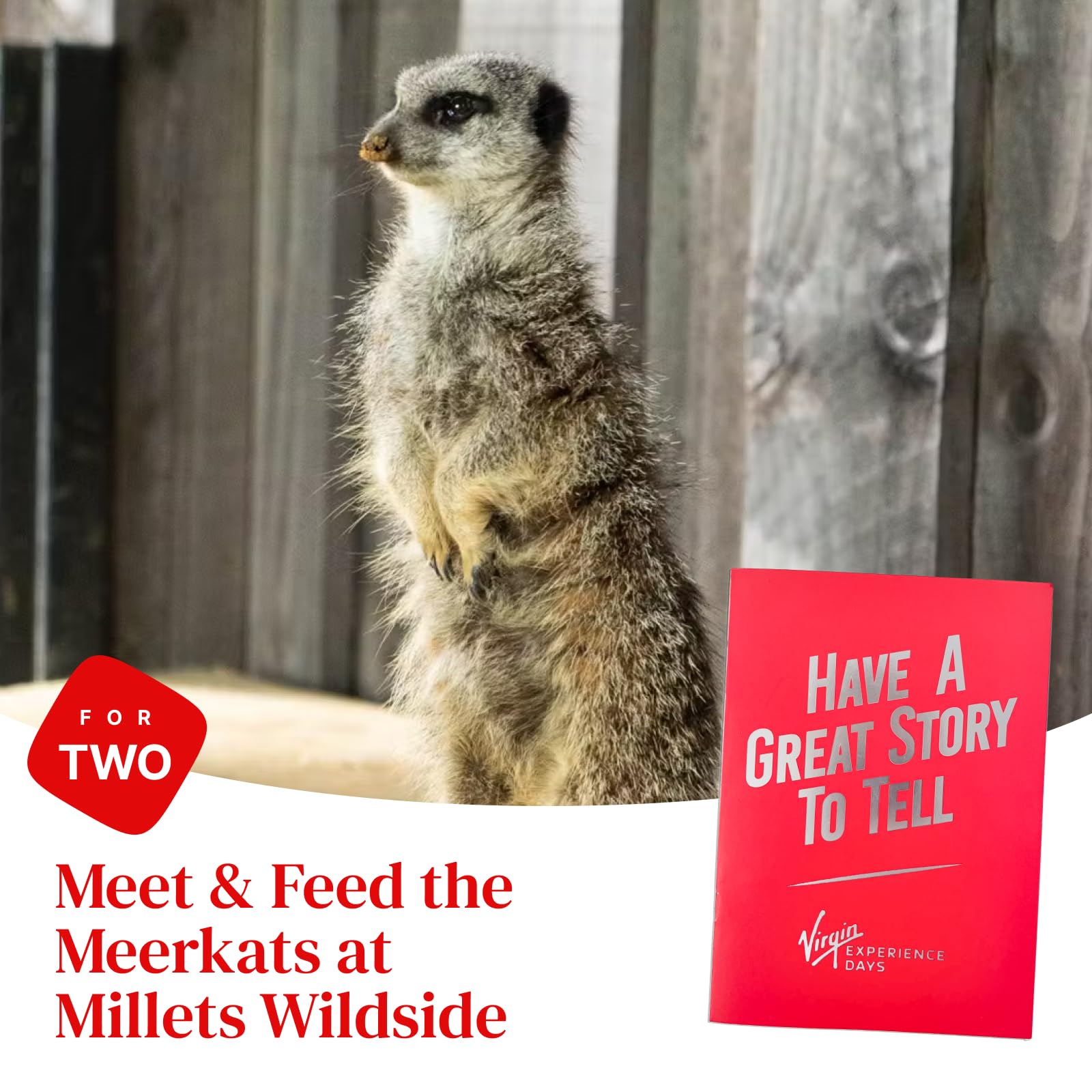 Incontra e nutri i suricati per due al Millets Falconry Centre - Sperimenta in prima persona le loro nature curiose e amichevoli, incluso l'accesso tutto il giorno al ceentre nell'Oxfordshire