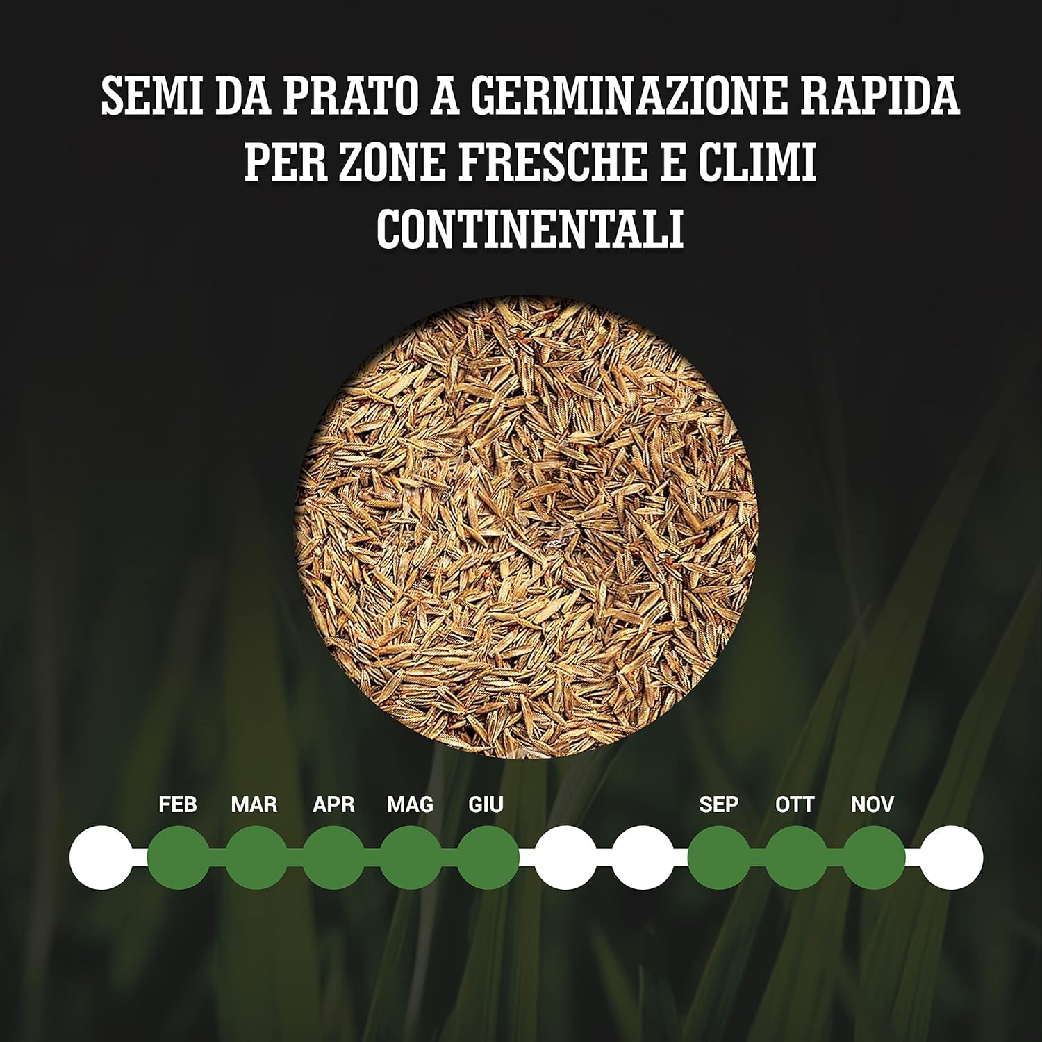 Lerava® TURBO Semi Prato Resistente 150m² - immagine 6