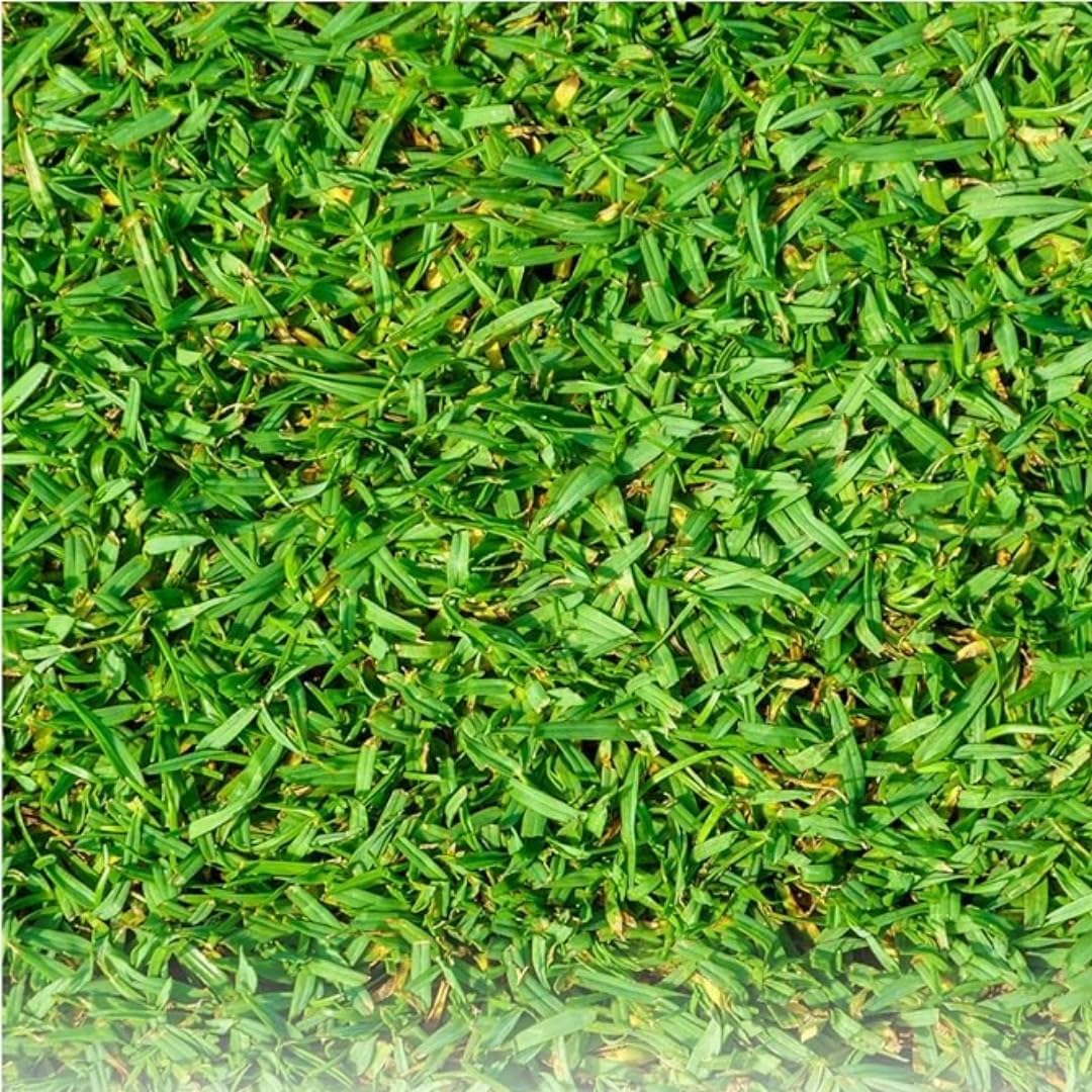 Prato Tropicale Kikuyu, Verde, 250g