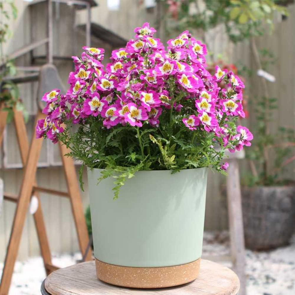 ZMTECH Vaso per Piante 25 cm con Drenaggio - immagine 5