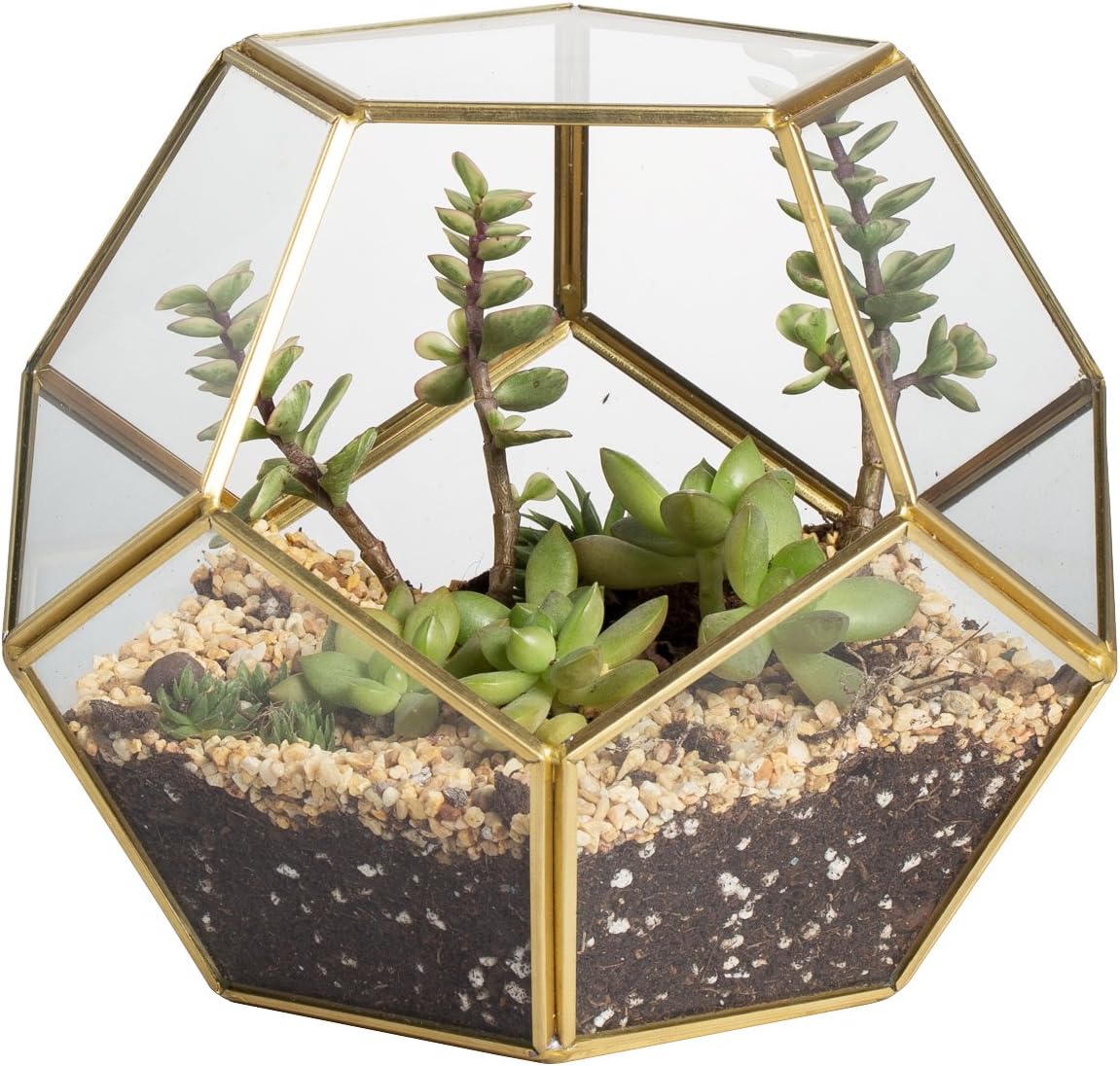 Ncyp Terrario Geometrico per Succulente in Vetro
