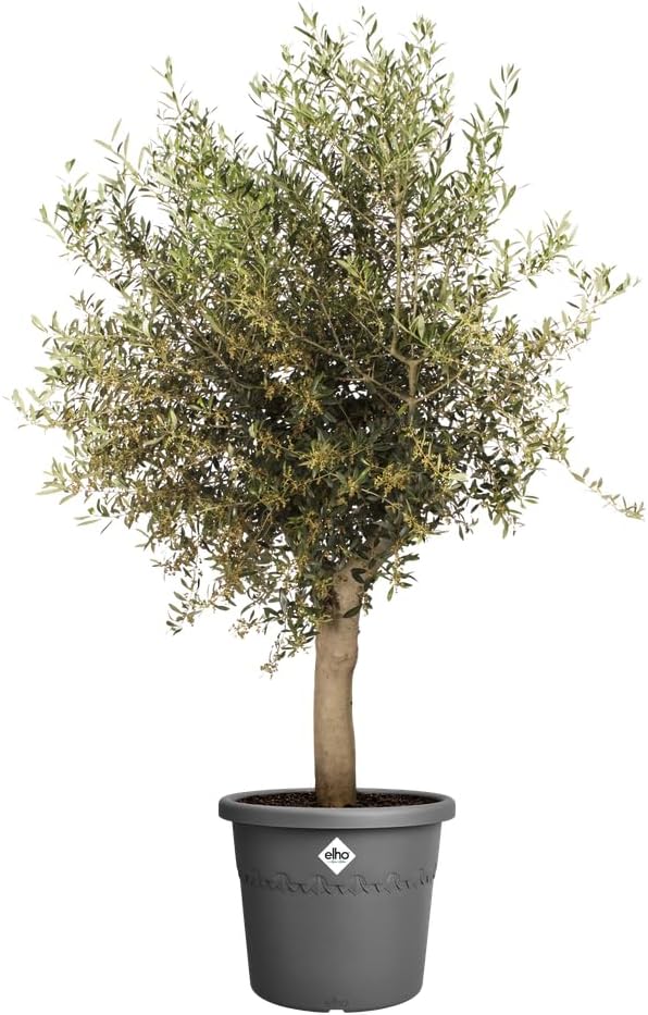 Elho Algarve Cilindro 58 - Vaso - Nero - Esterno - Ø 58 x H 48 cm - immagine 3