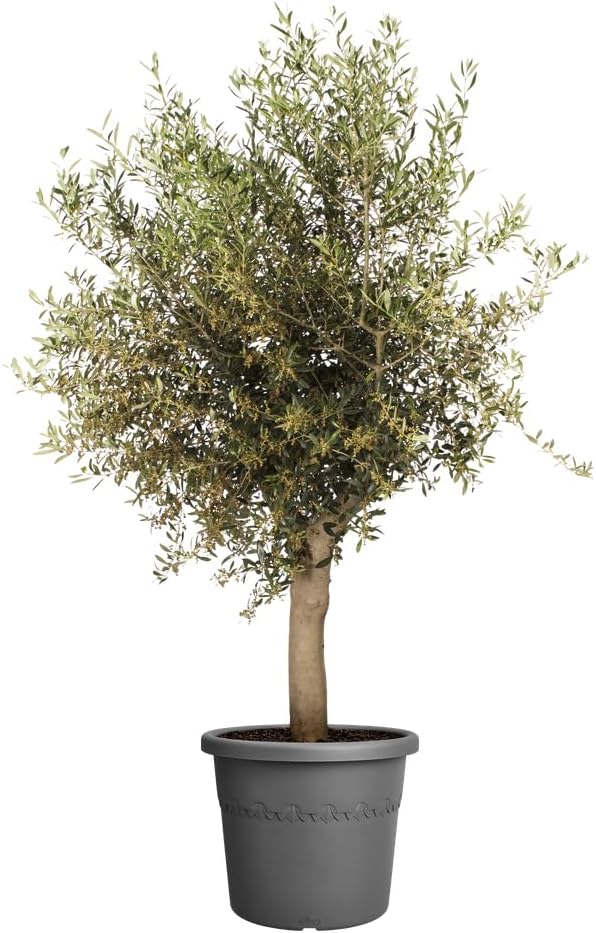 Elho Algarve Cilindro 58 - Vaso - Nero - Esterno - Ø 58 x H 48 cm - immagine 8