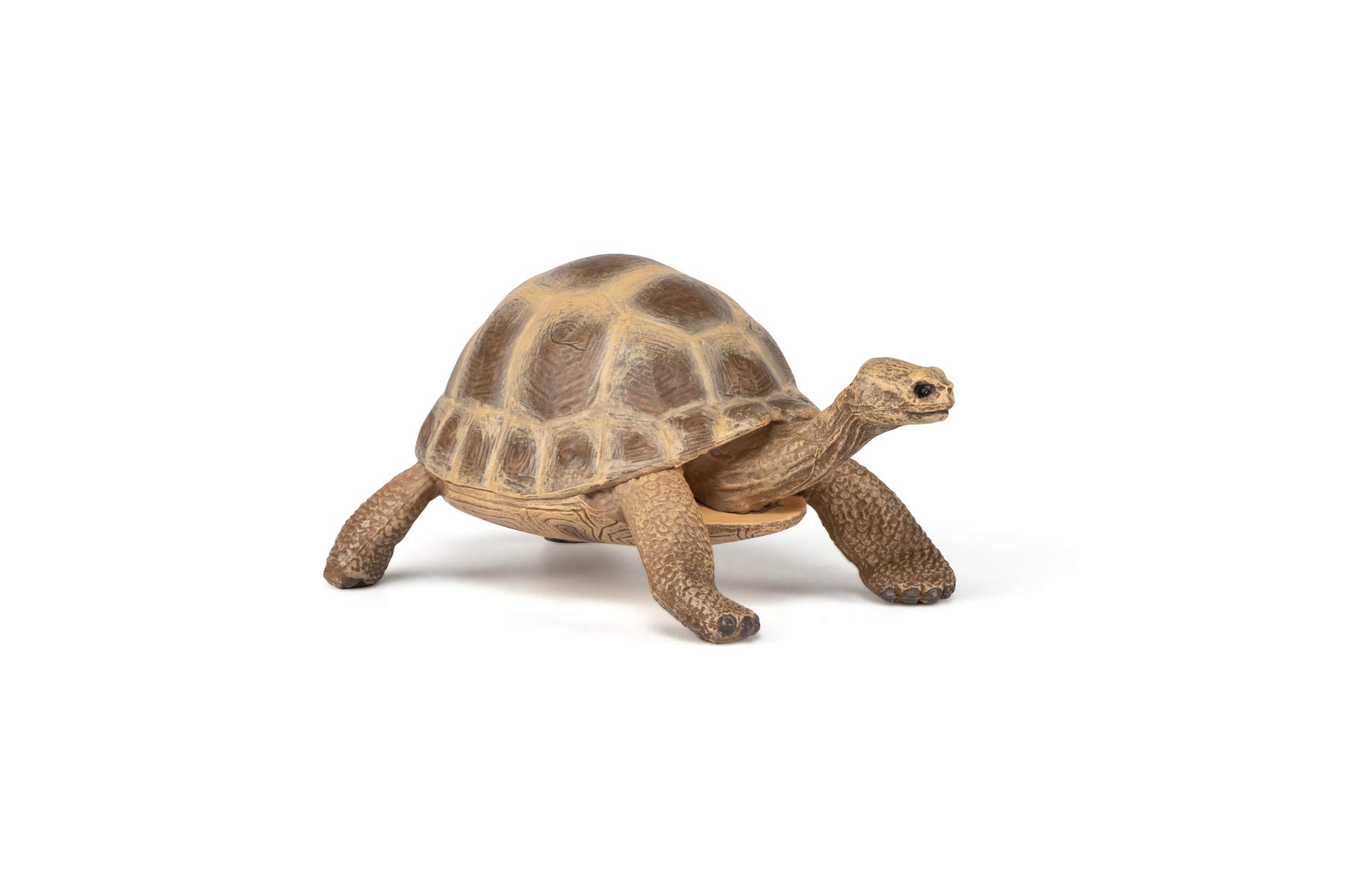 Papo - Statuetta Tartaruga di Hermann Realistica - 3 Anni + - Collezione La Vita Selvaggia - Gioco Educativo Rettili - Idea Regalo Giocattolo Bambina Bambino