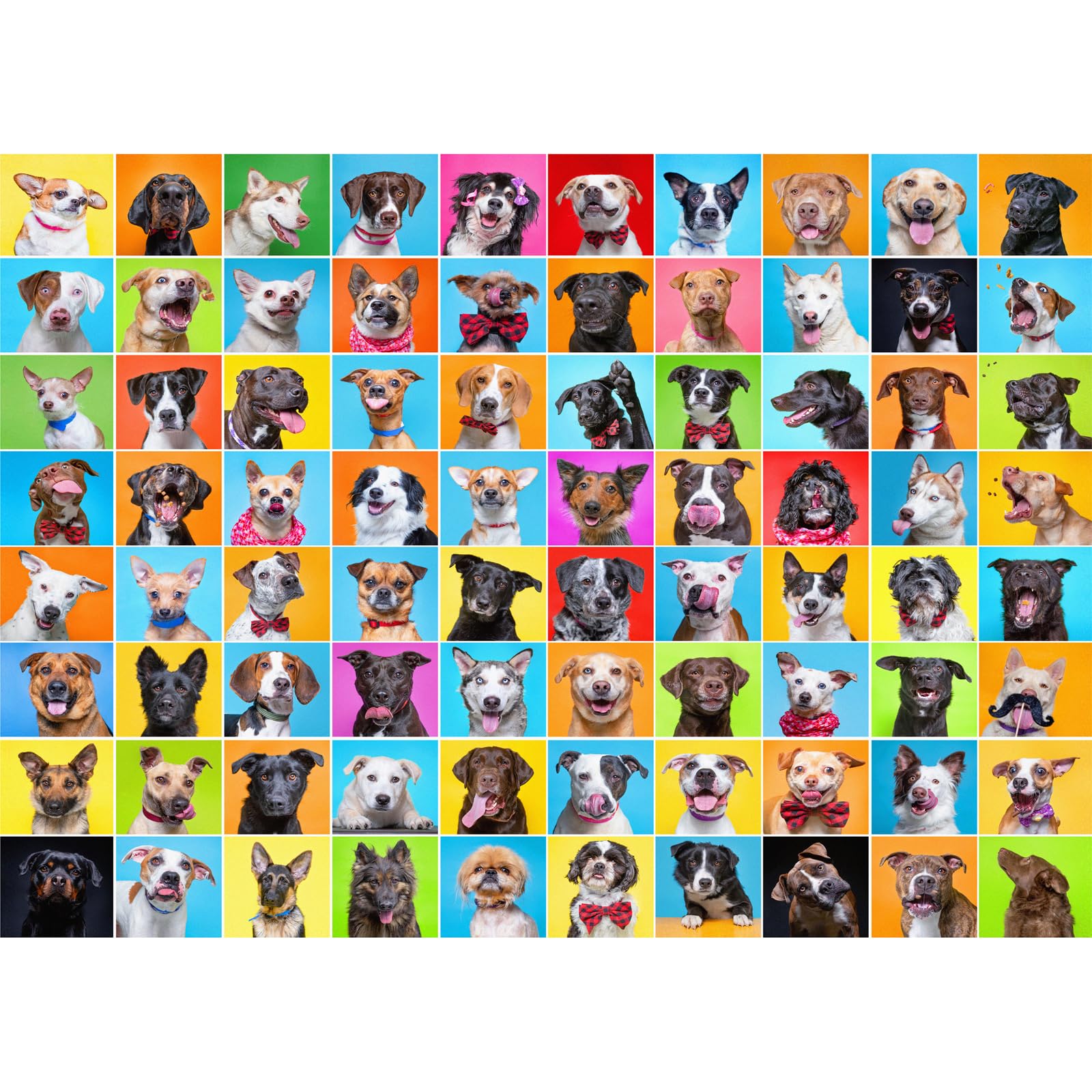 Studio Fotografico Per Cani