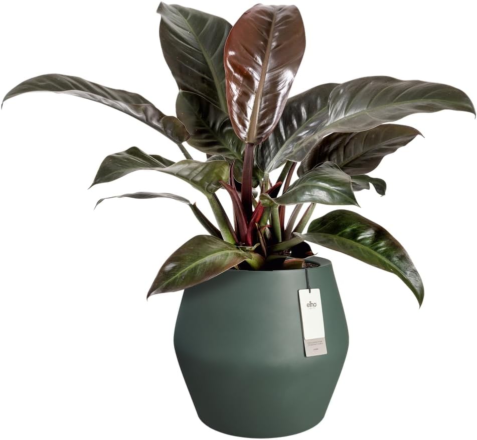 Elho - Verde/Verde Smeraldo - immagine 3