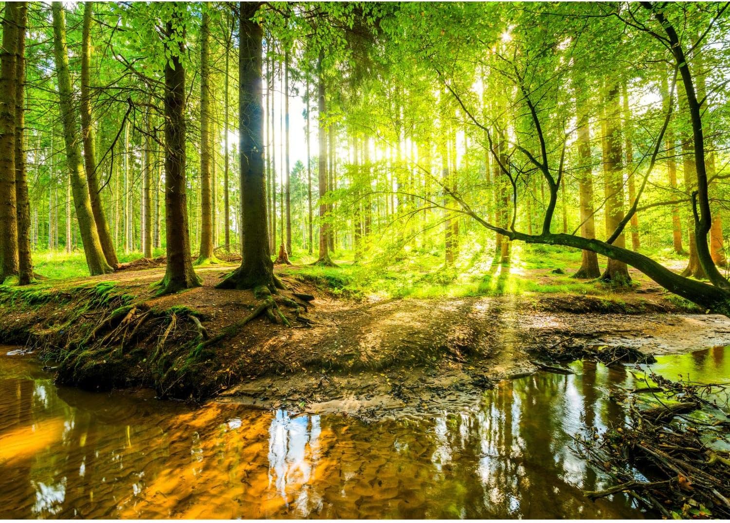 Runa Art Carta da Parati Fotografica Foresta 308x220 cm