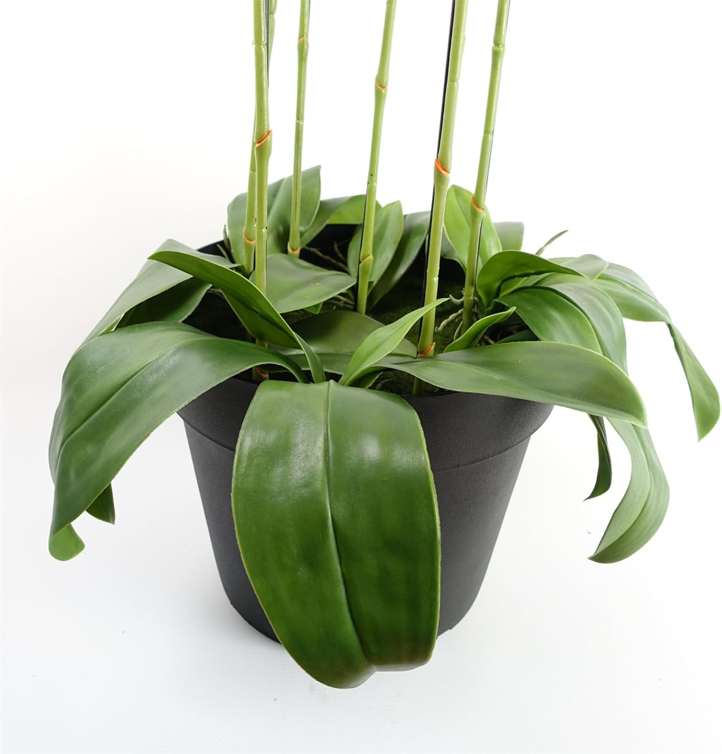 Botanik Piante di orchidee artificiali realistiche, completamente in vaso - immagine 4