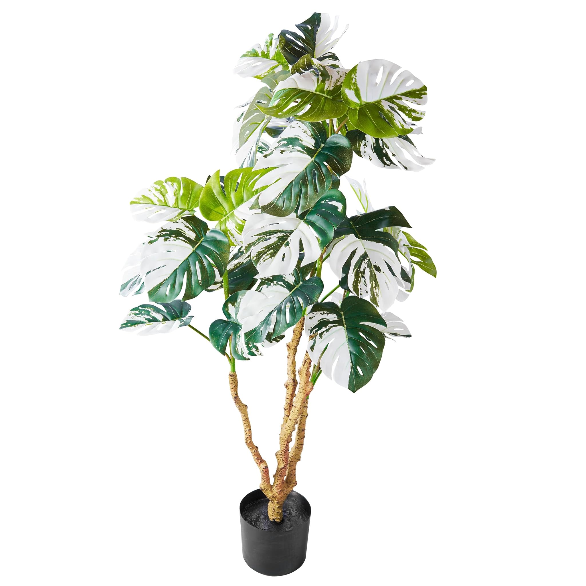 AMARE Monstera deliciosa Variegata 110 cm in vaso di plastica nera 15,5 x 13 cm