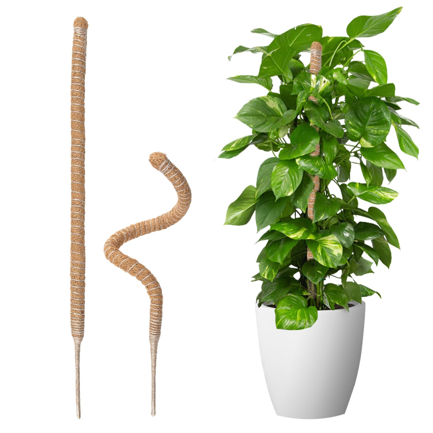 Wigearss 2 Pezz Bastone di Muschio, Palo Cocco Piante Sostegno Piante Supporti, Pieghevoli Fibra di Cocco, Tutore Muschiato per Monstera Rampicanti, 70cm