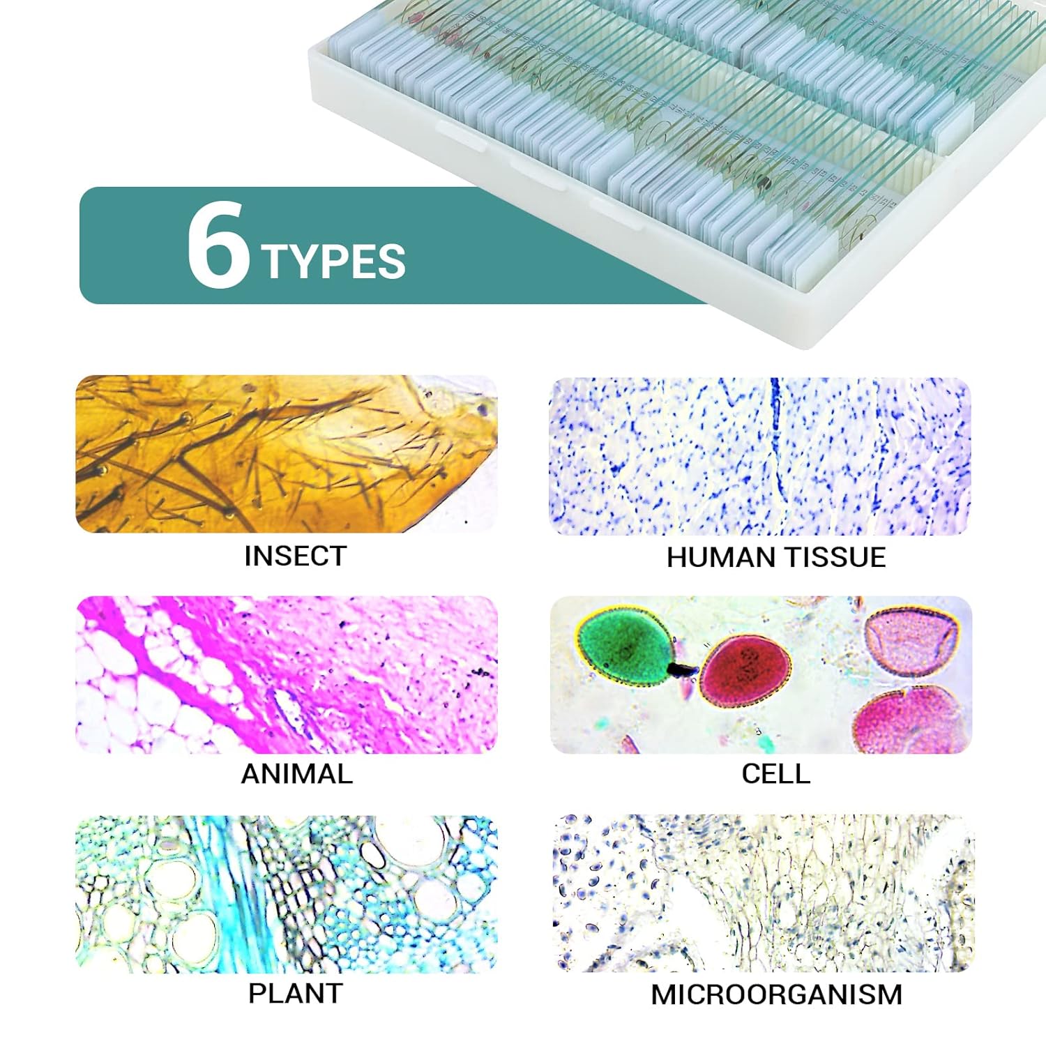 100 Vetrini per Microscopio Preparati - immagine 3
