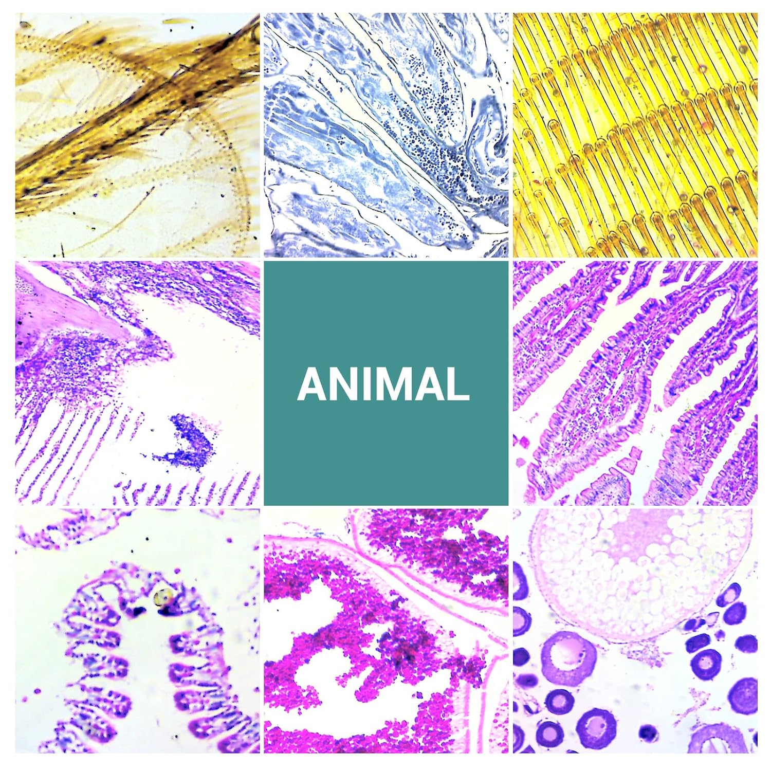 100 Vetrini per Microscopio Preparati - immagine 5