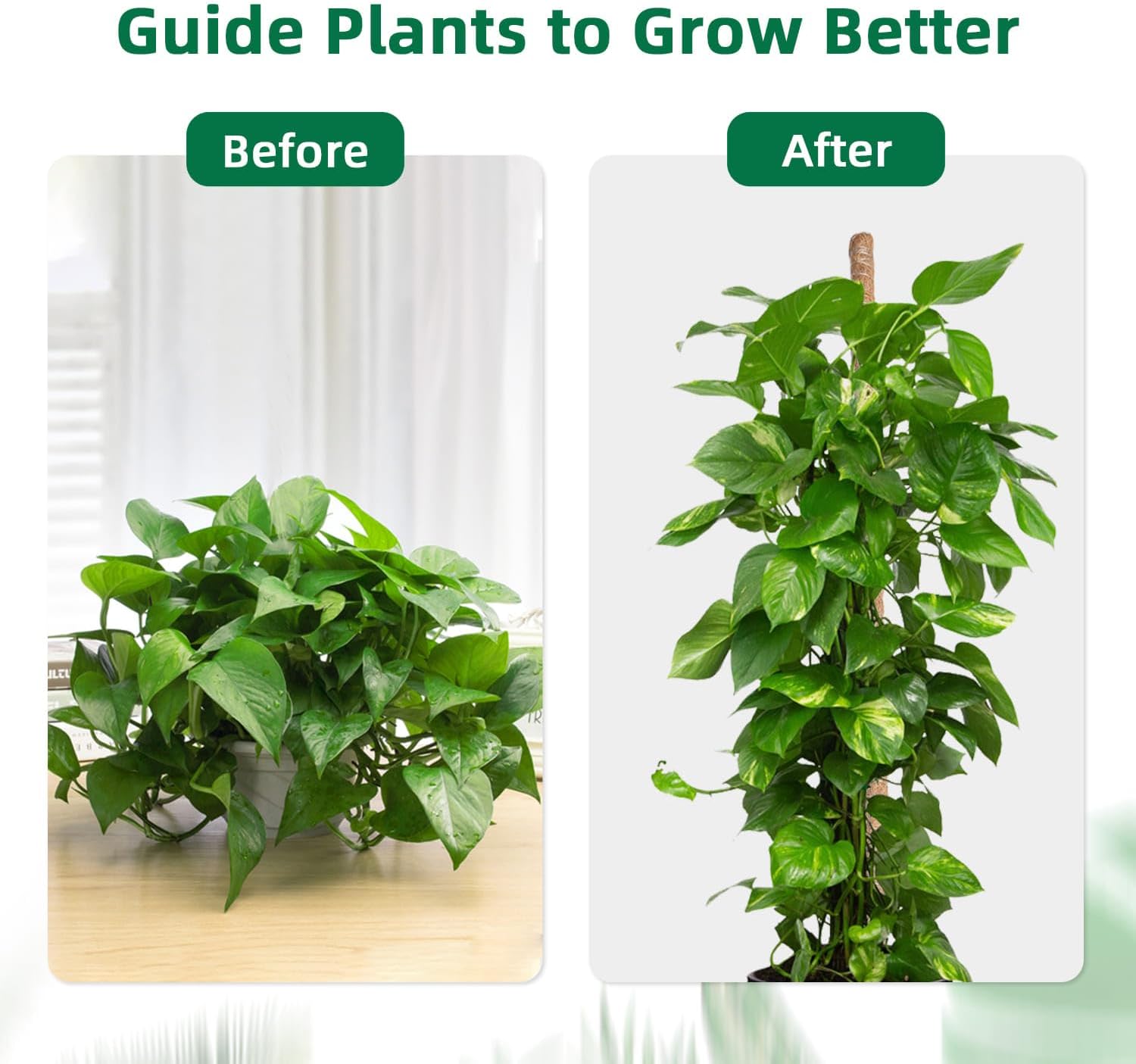 Supporto Piante Rampicanti 160cm per Monstera Deliciosa - immagine 3