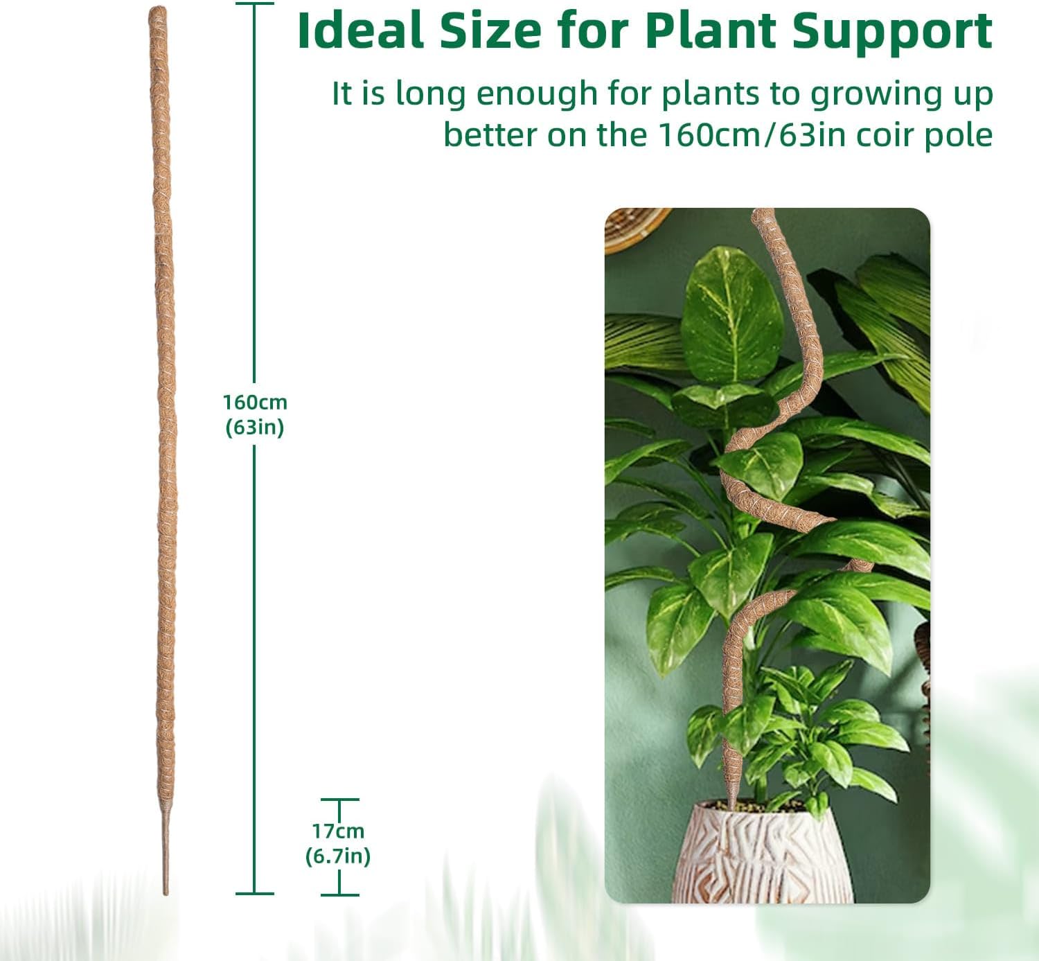 Supporto Piante Rampicanti 160cm per Monstera Deliciosa - immagine 6