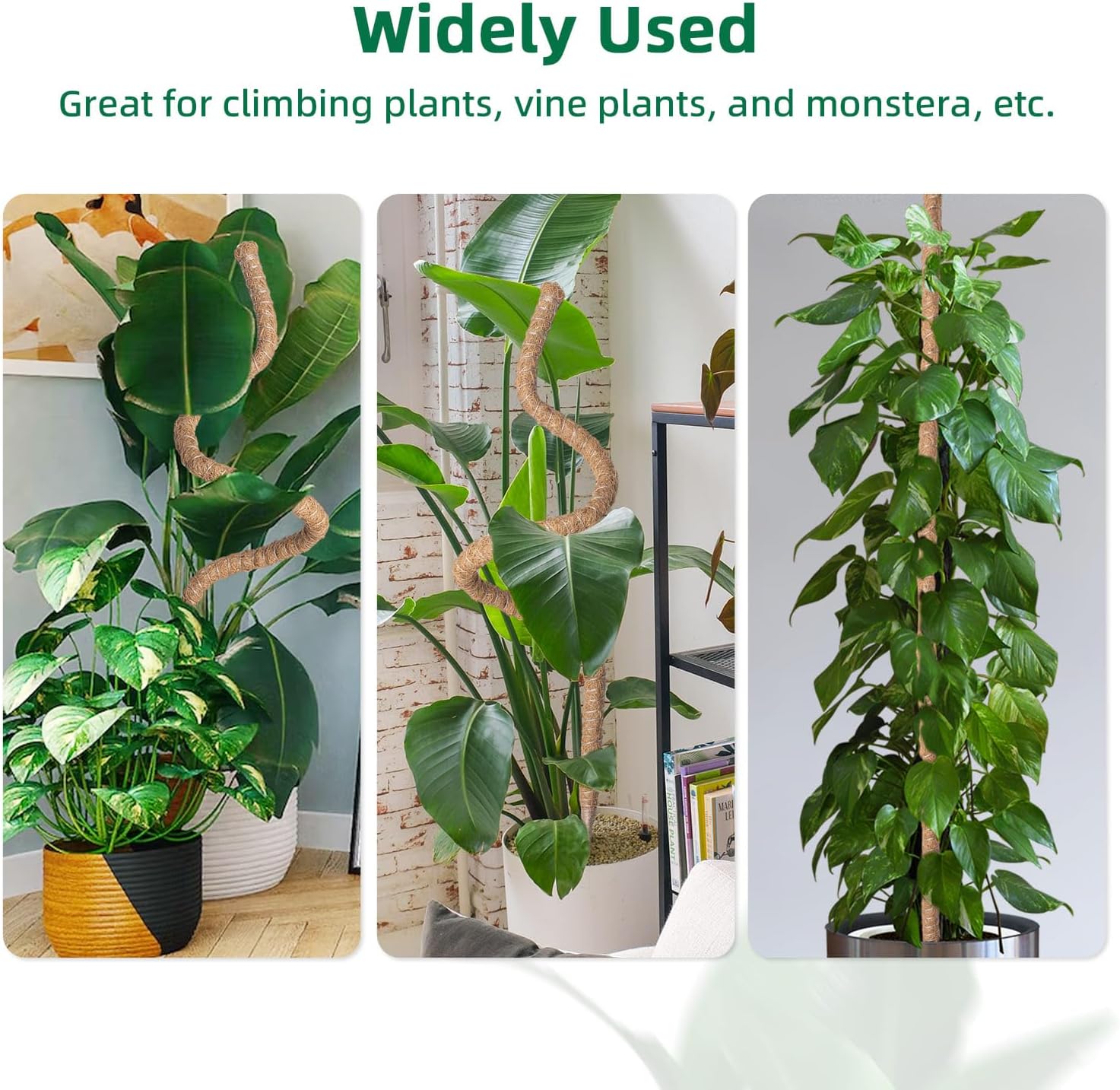 Supporto Piante Rampicanti 160cm per Monstera Deliciosa - immagine 7