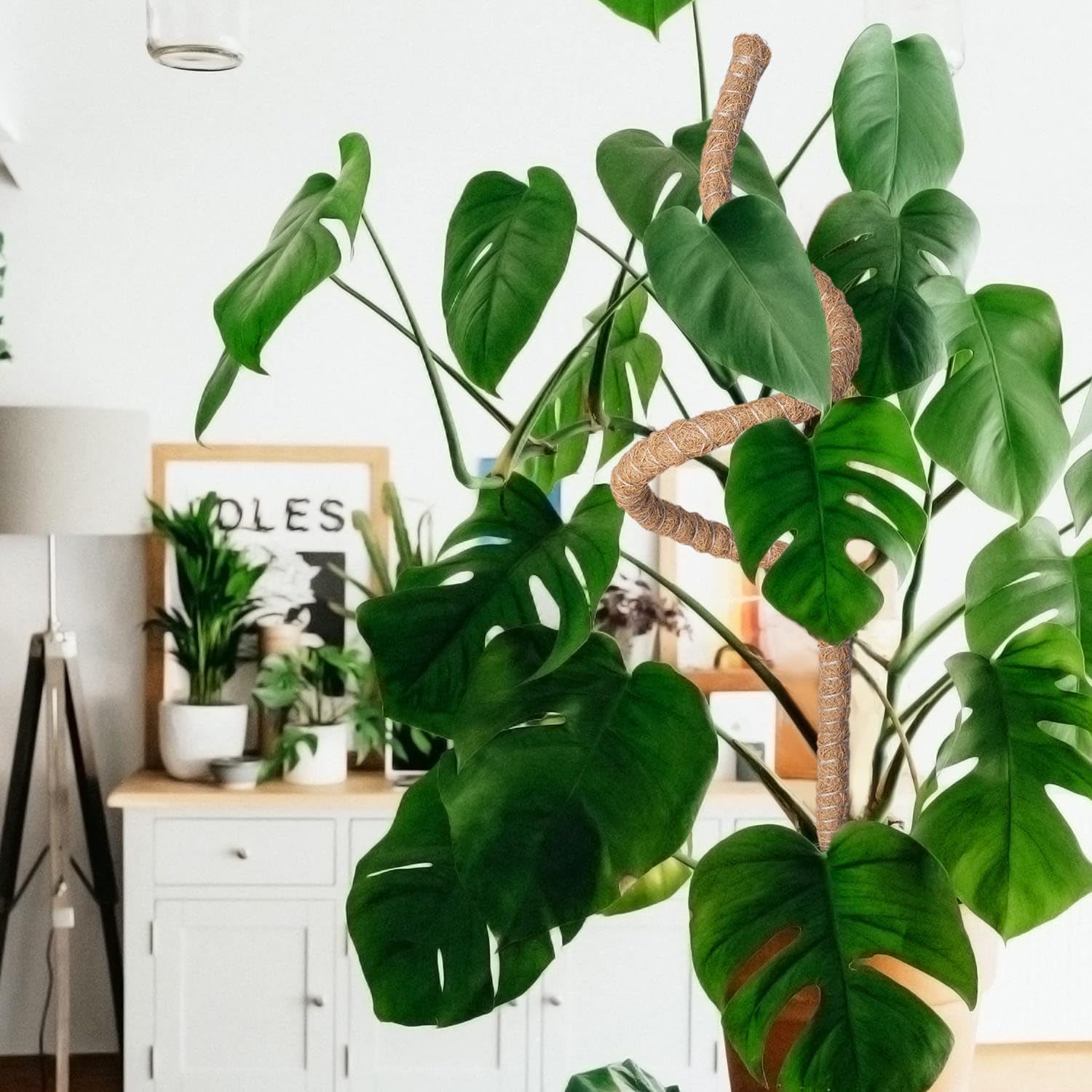 Supporto Piante Rampicanti 160cm per Monstera Deliciosa - immagine 8