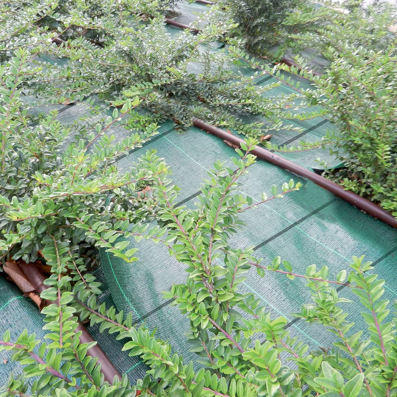 TENAX Cover Pro 1,05x100m Verde - Telo Antierbacce - immagine 4